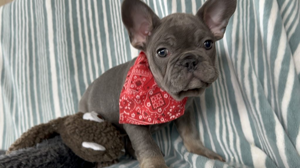Aldo | Blue & Tan French Bulldog Male | The Incredible