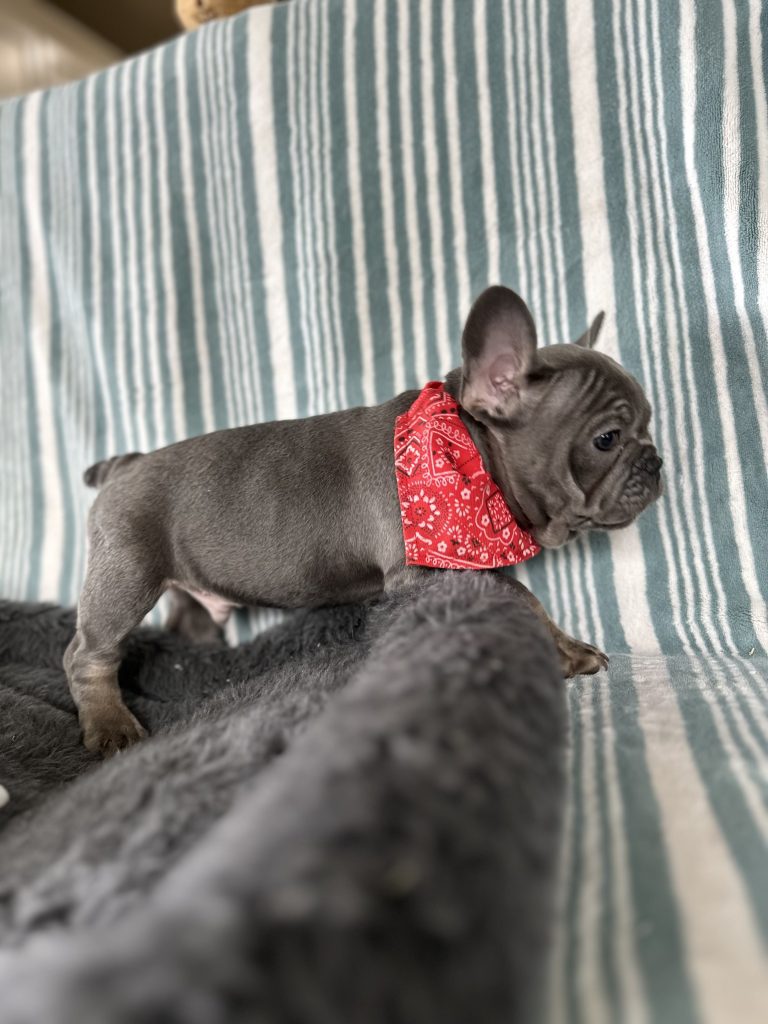 Aldo | Blue & Tan French Bulldog Male | The Incredible