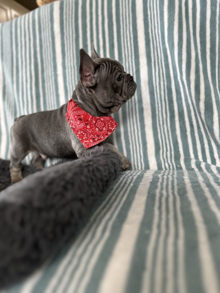 Aldo | Blue & Tan French Bulldog Male | The Incredible