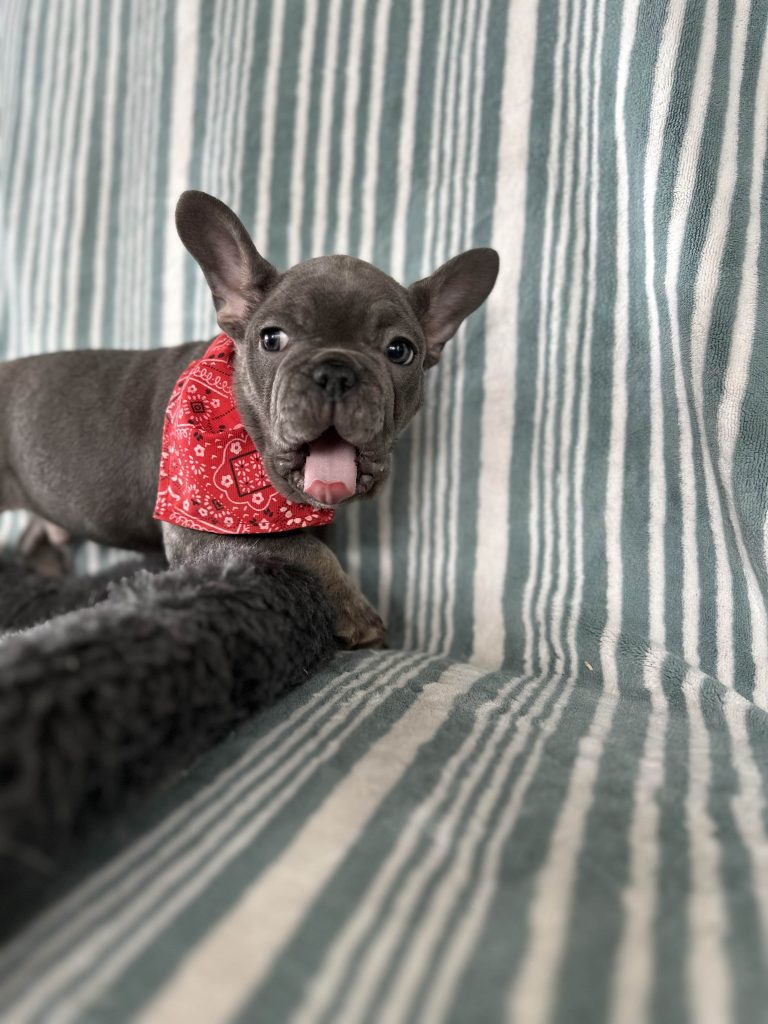 Aldo | Blue & Tan French Bulldog Male | The Incredible