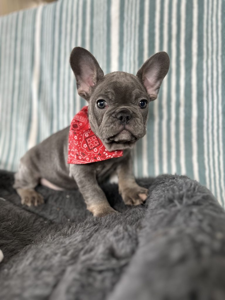 Aldo | Blue & Tan French Bulldog Male | The Incredible