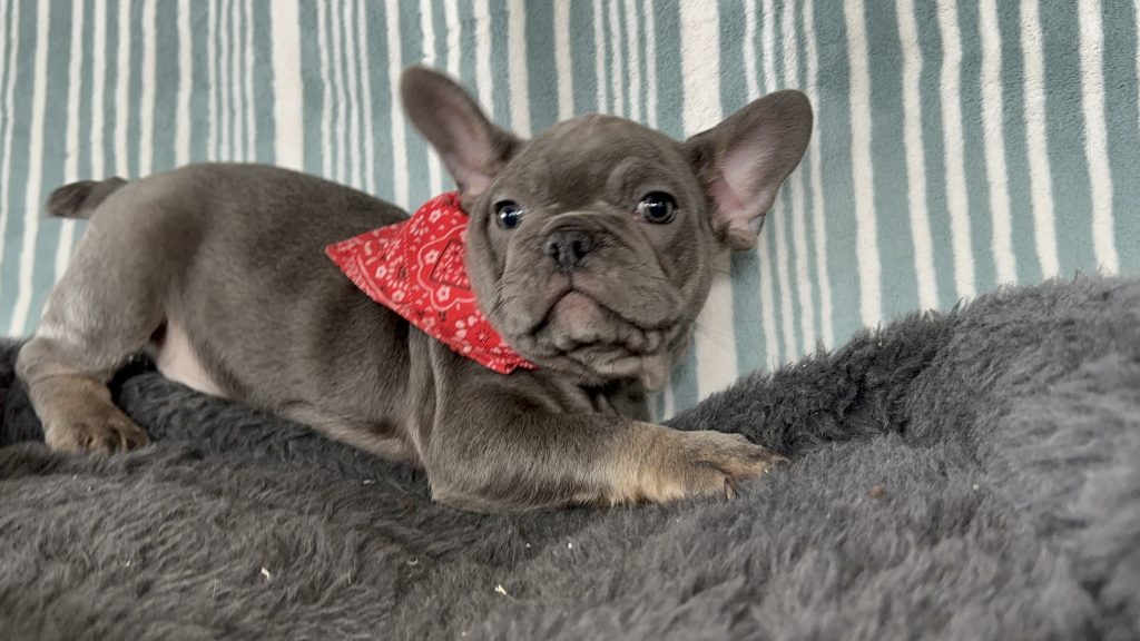Aldo | Blue & Tan French Bulldog Male | The Incredible