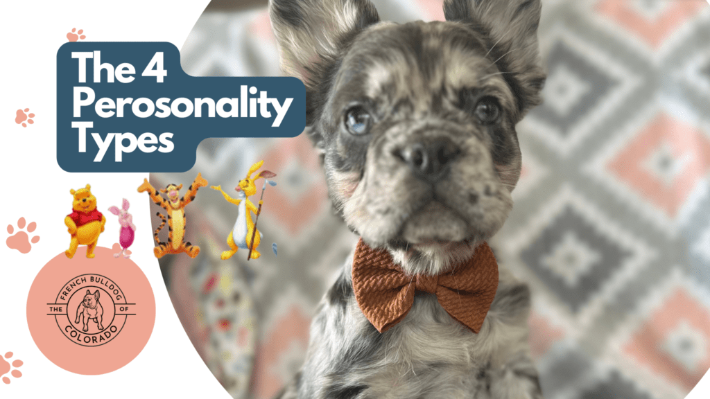 Discover the four personality types of Frenchies