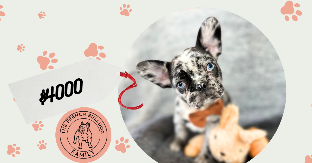 Mason | Black Merle French Bulldog Male | The Rockstar