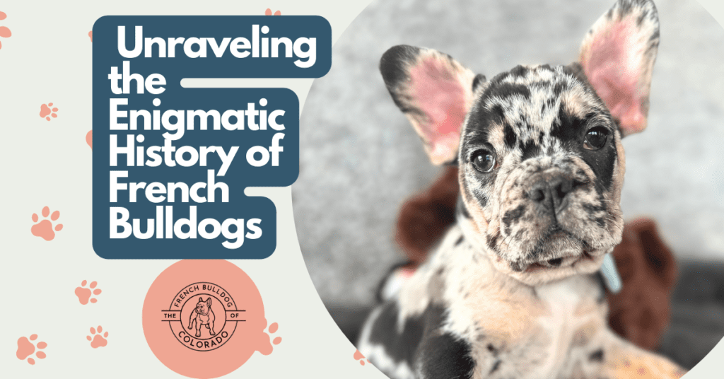 Unraveling the Enigmatic History of French Bulldogs