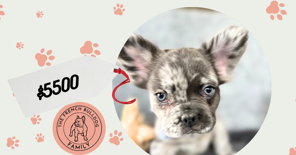 Keaton | Blue Merle Fluffy French Bulldog Male | The Poser