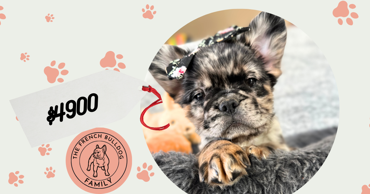 Layla | Black Merle Fluffy French Bulldog Female | The Snuggly
