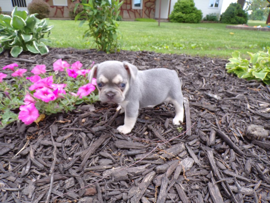 Grace | Lilac & Tan French Bulldog Female | Available - June 23rd, 2024
