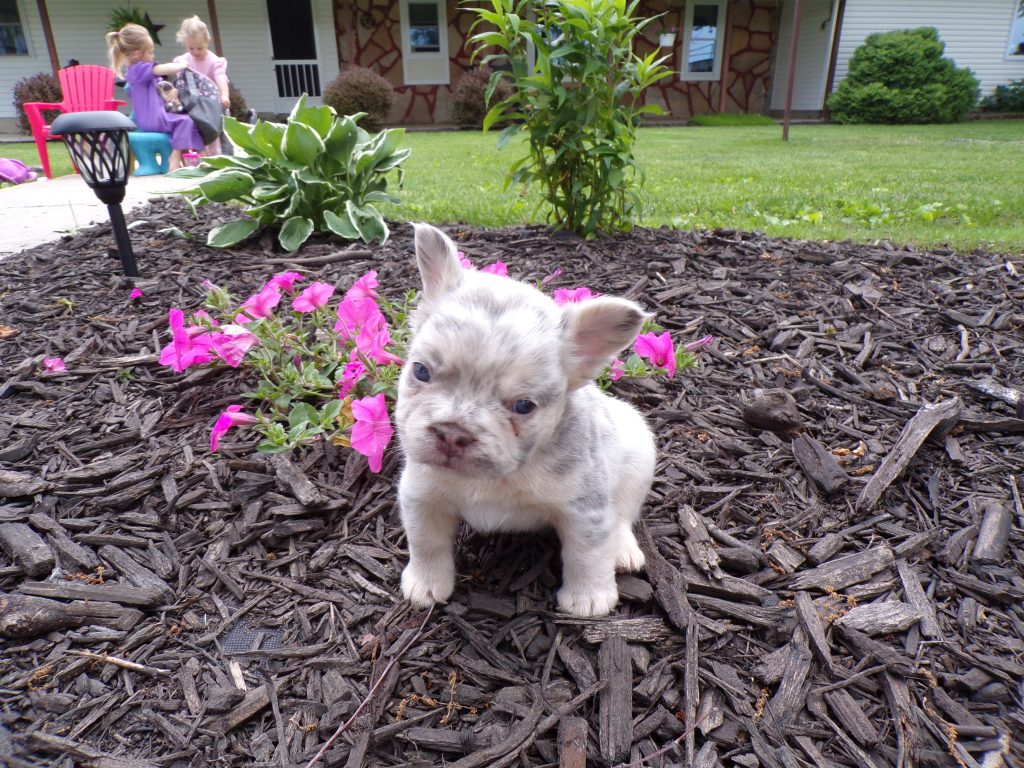 Garret | Lilac Merle & Tan Fluffy French Bulldog Male | Available - June 23rd, 2024