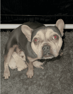Frenchie Friday May 3rd, 2024