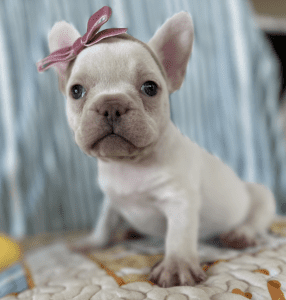 Frenchie Friday May 3rd, 2024
