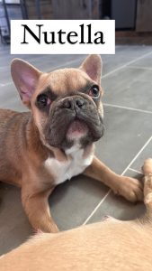 Frenchie Friday May 3rd, 2024