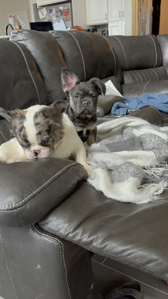 Frenchie Friday May 10th, 2024