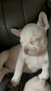 Frenchie Friday May 10th, 2024