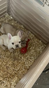 Frenchie Friday May 10th, 2024