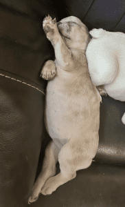 Frenchie Friday May 17th, 2024