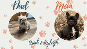 Uriah & Kyleigh Frenchie parents
