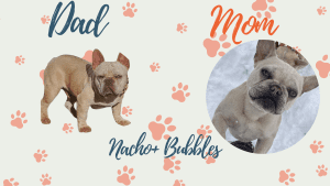 Frenchie's parents -Bubble and Nacho
