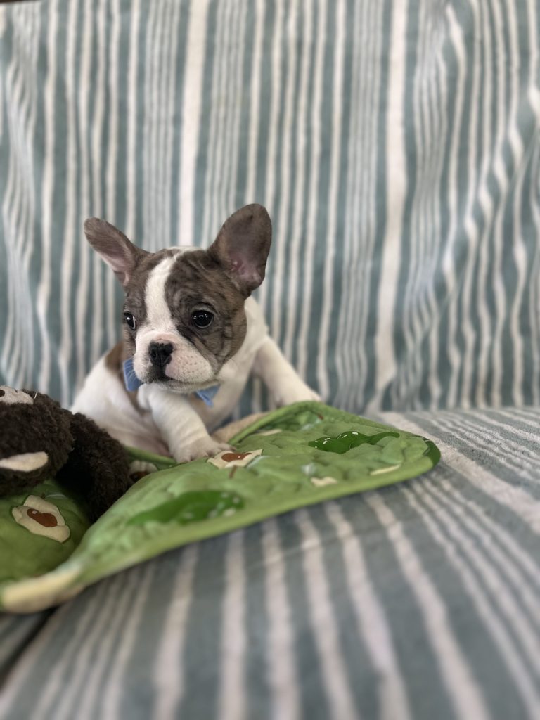 Bourbon | Chocolate Merle Pied French Bulldog Male | The Perfect