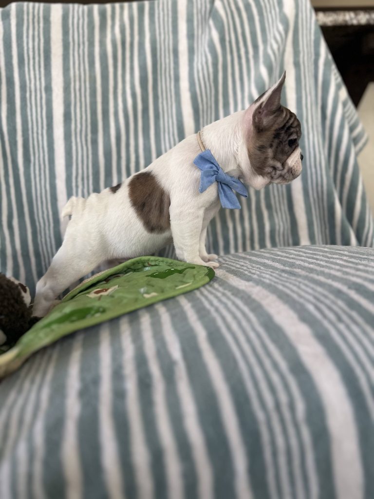 Bourbon | Chocolate Merle Pied French Bulldog Male | The Perfect