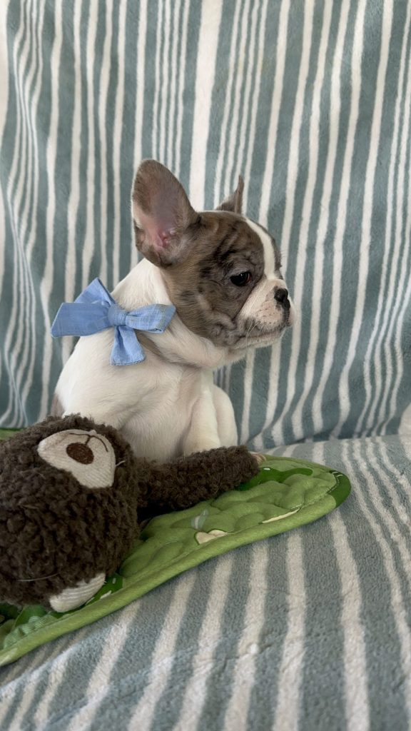 Bourbon | Chocolate Merle Pied French Bulldog Male | The Perfect