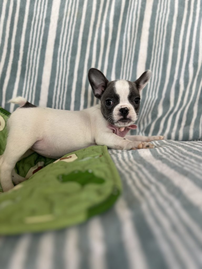 Betty | Blue Pied French Bulldog Female | The Marvelous