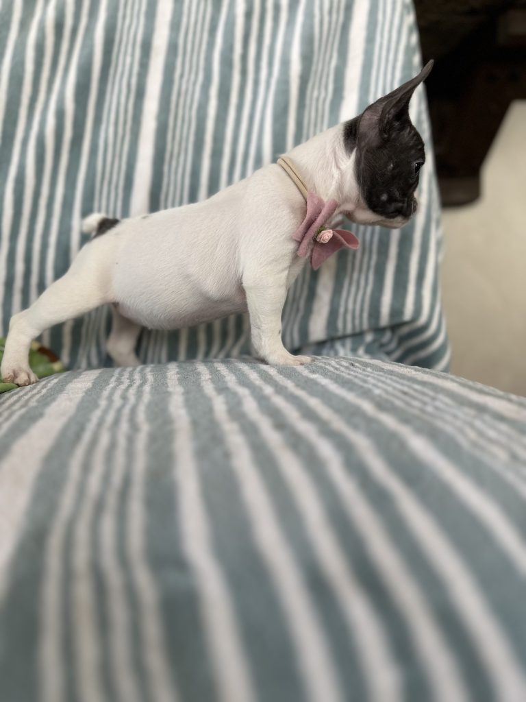 Betty | Blue Pied French Bulldog Female | The Marvelous