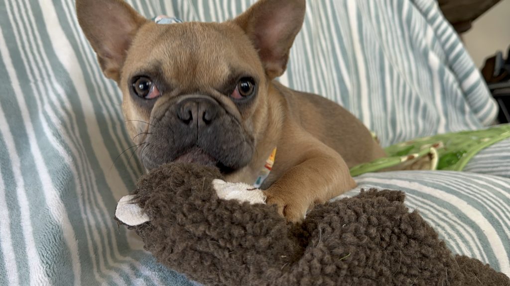 Nutella | Blue Sable French Bulldog Female | The Silly One