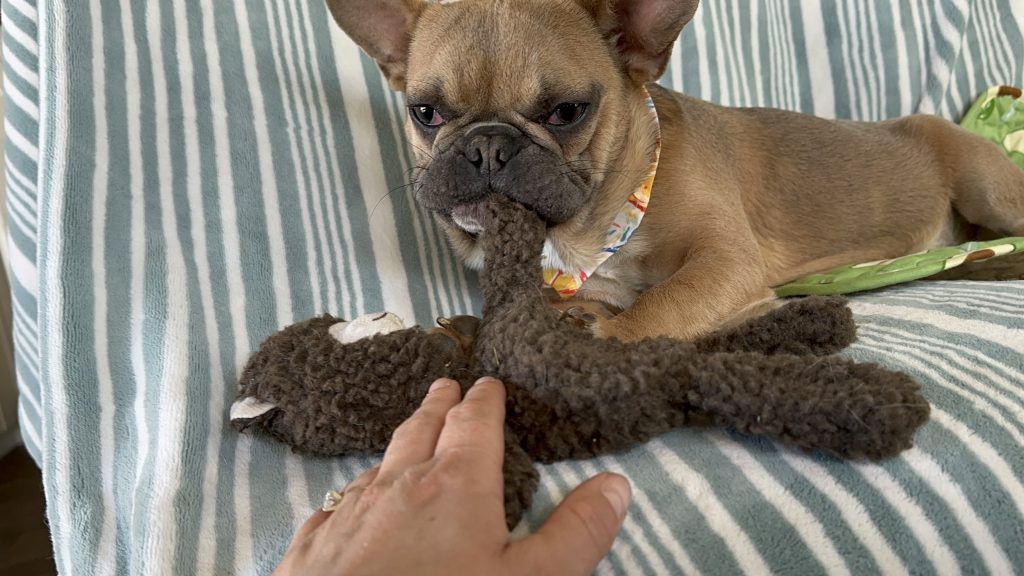 Nutella | Blue Sable French Bulldog Female | The Silly One