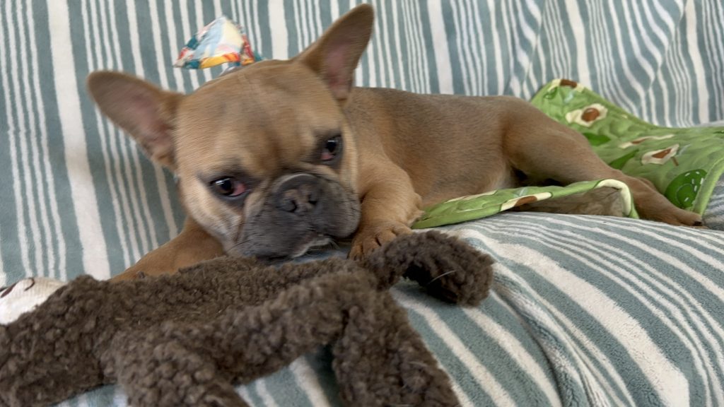 Nutella | Blue Sable French Bulldog Female | The Silly One