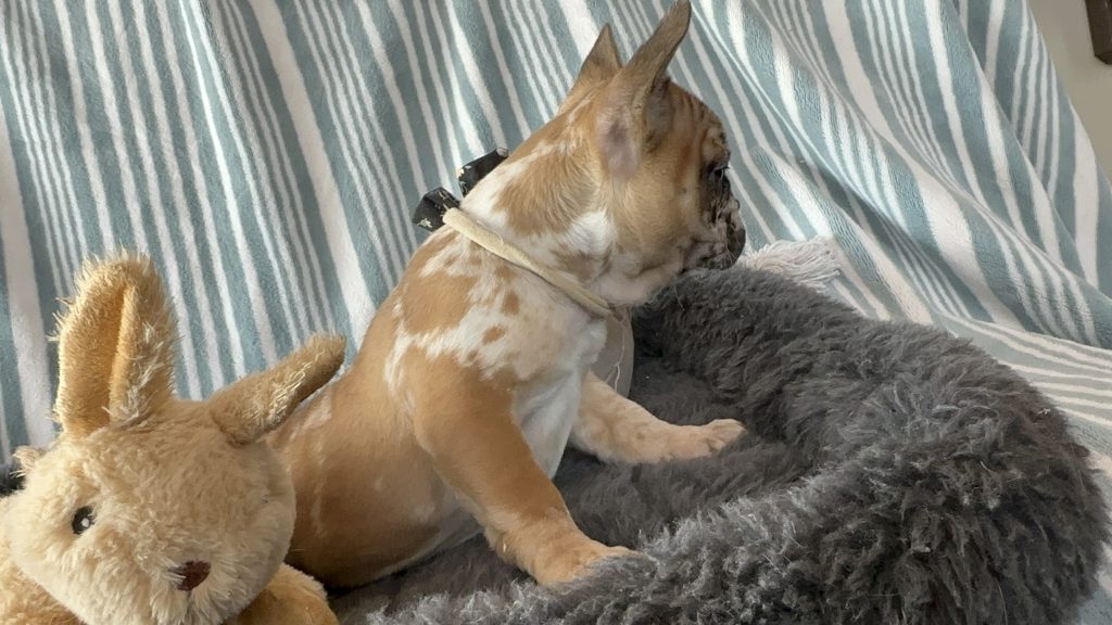 Delight | Fawn Merle French Bulldog Female | The Extraordinary