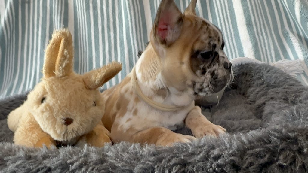 Delight | Fawn Merle French Bulldog Female | The Extraordinary