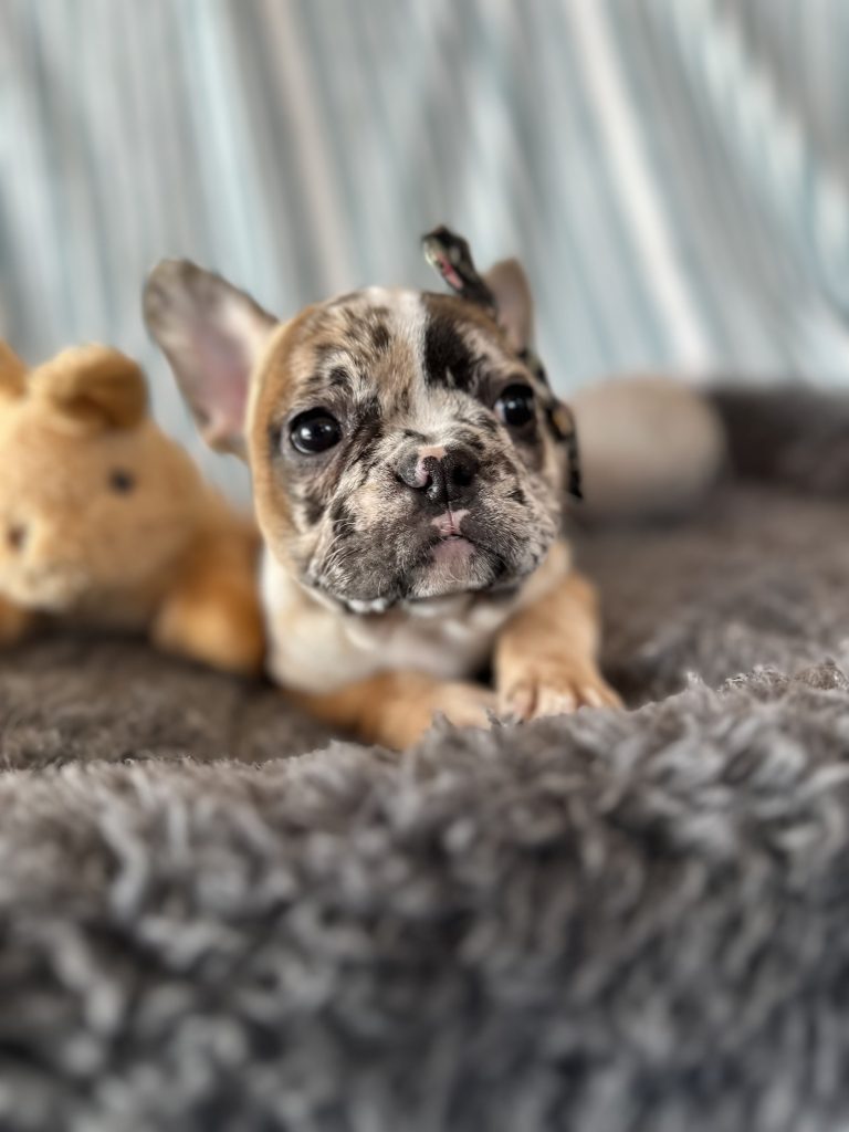Delight | Fawn Merle French Bulldog Female | The Extraordinary