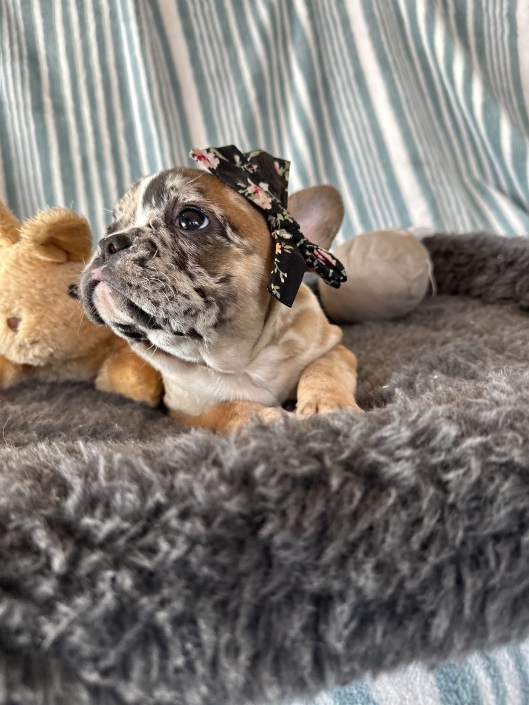 Delight | Fawn Merle French Bulldog Female | The Extraordinary