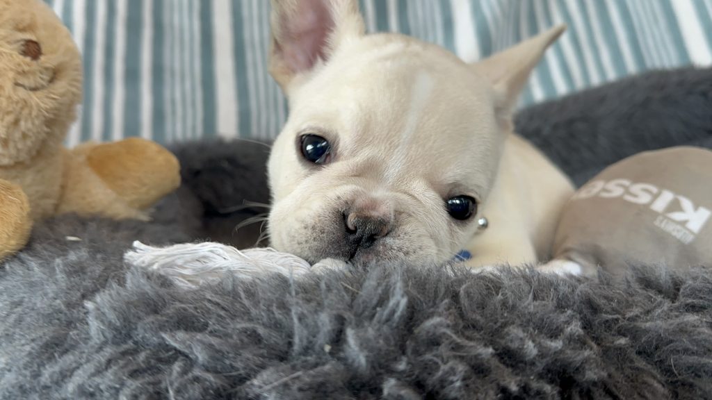 Dozer | Cream French Bulldog Male | The Loveable