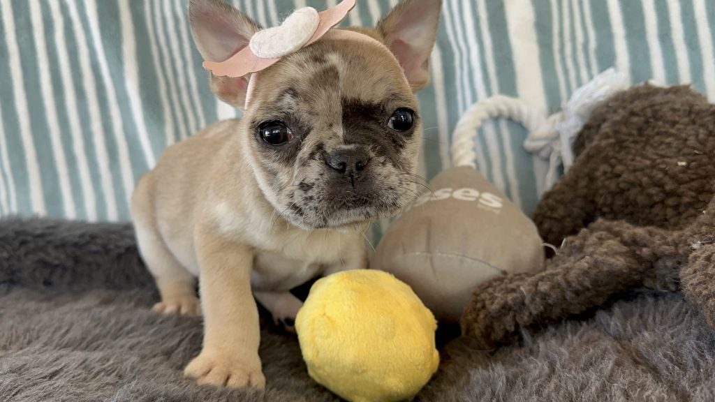 Tinker Bell | Fawn Merle French Bulldog Female | The Princess