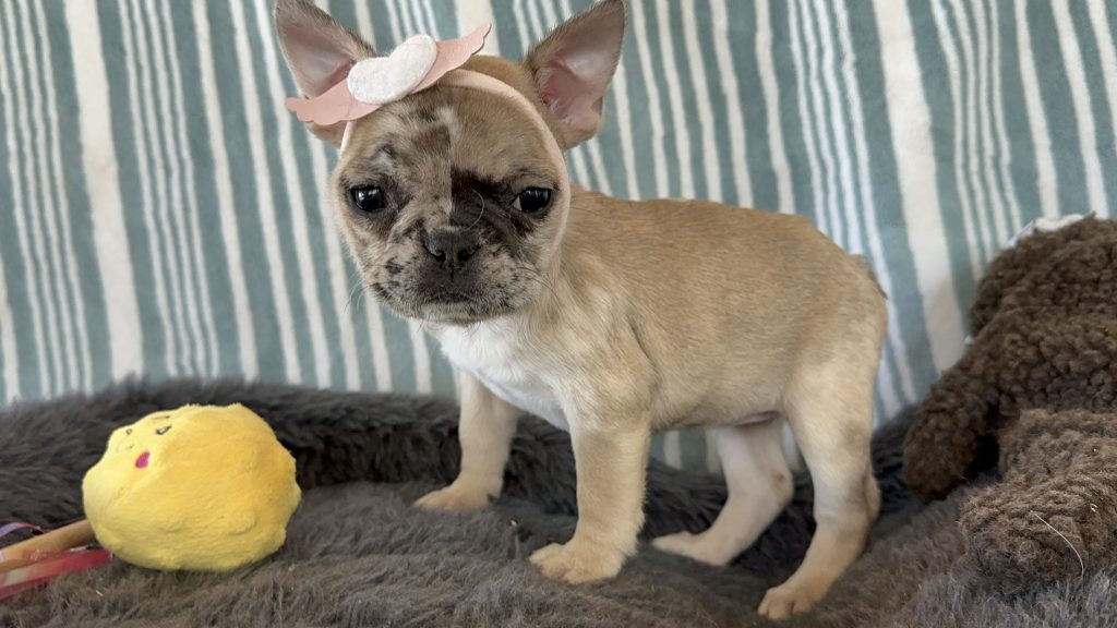 Tinker Bell | Fawn Merle French Bulldog Female | The Princess