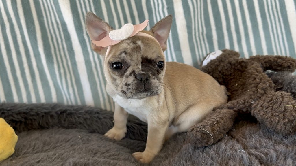 Tinker Bell | Fawn Merle French Bulldog Female | The Princess