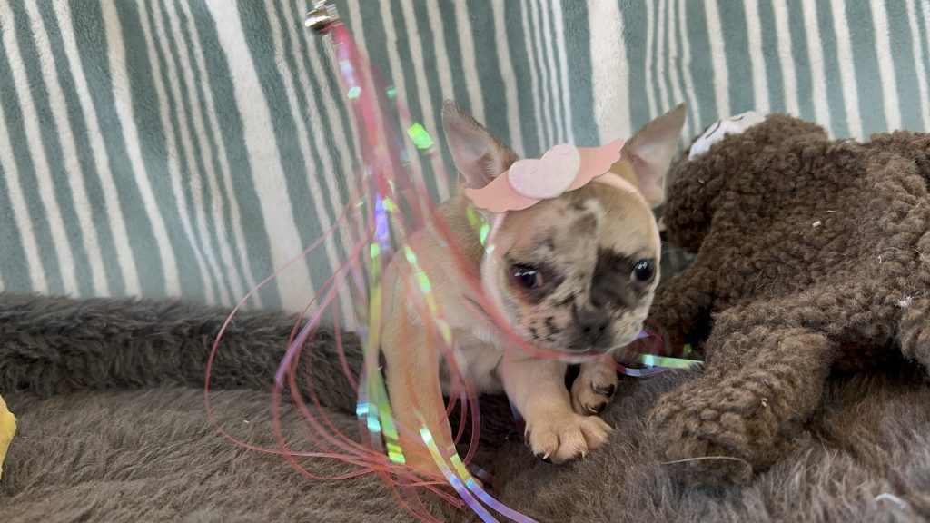 Tinker Bell | Fawn Merle French Bulldog Female | The Princess