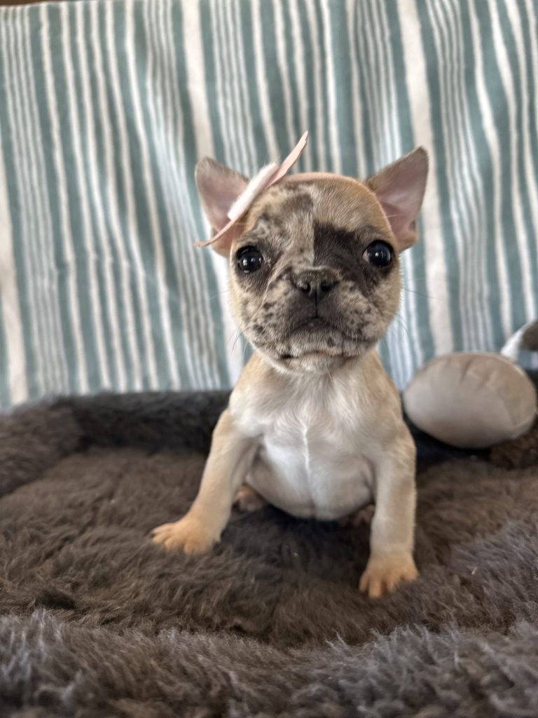 Tinker Bell | Fawn Merle French Bulldog Female | The Princess