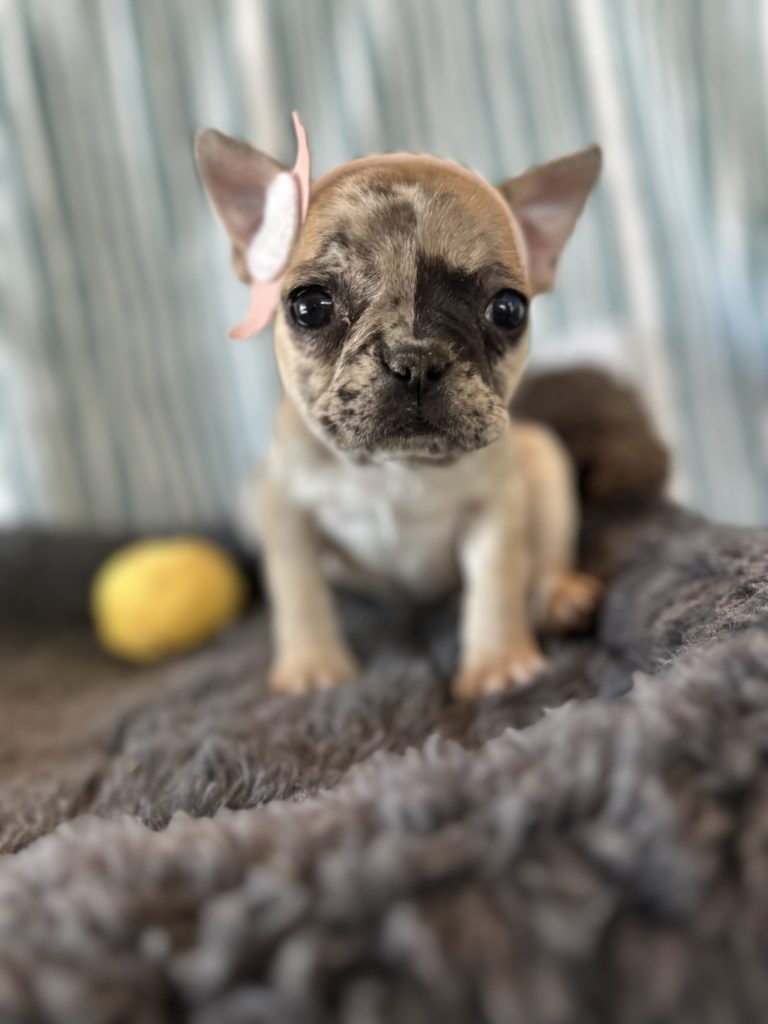 Tinker Bell | Fawn Merle French Bulldog Female | The Princess