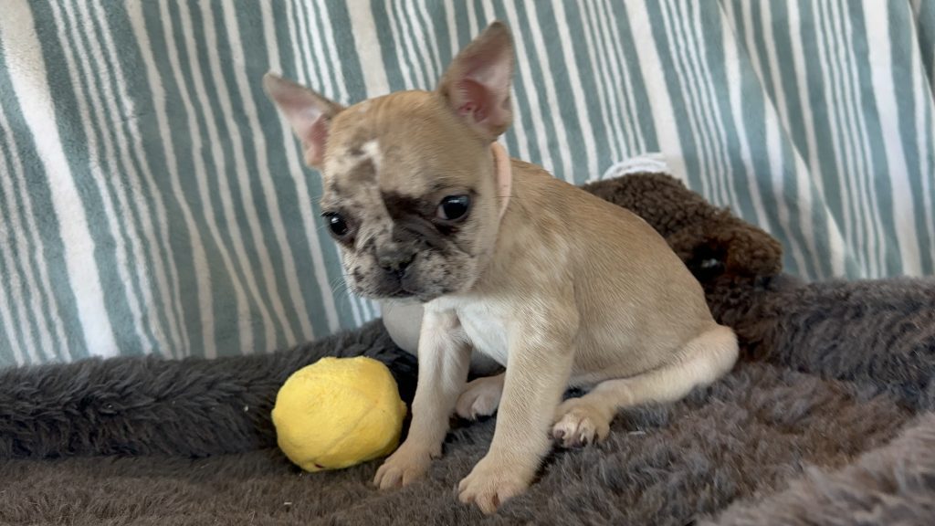 Tinker Bell | Fawn Merle French Bulldog Female | The Princess