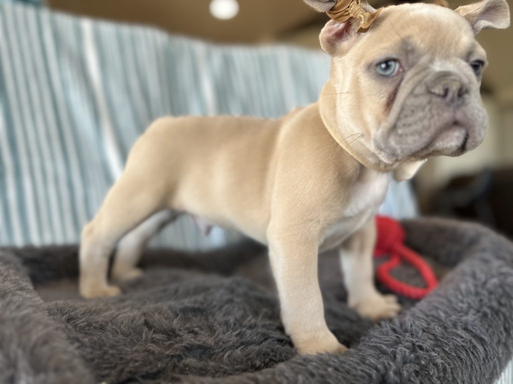 Caboose | Lilac Fawn French Bulldog Male | The Hilarious
