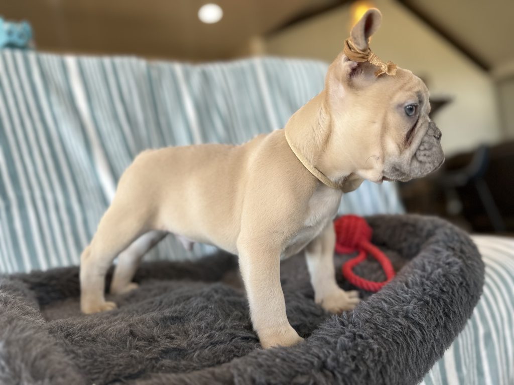 Caboose | Lilac Fawn French Bulldog Male | The Hilarious