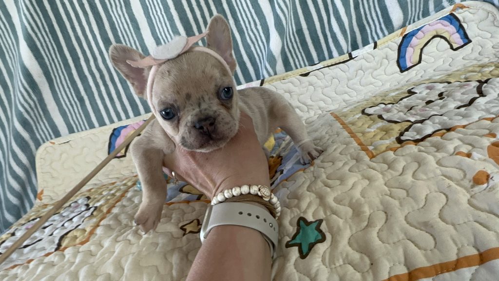 Popcorn | Lilac Fawn Merle French Bulldog Female | The Marvelous