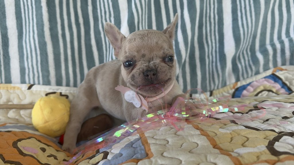 Popcorn | Lilac Fawn Merle French Bulldog Female | The Marvelous