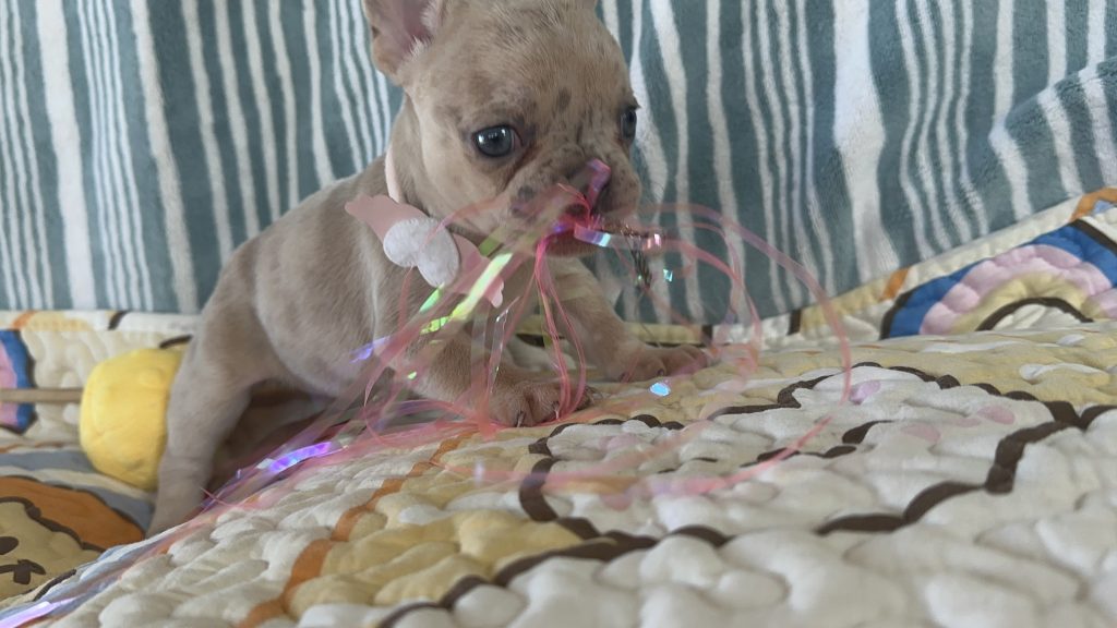 Popcorn | Lilac Fawn Merle French Bulldog Female | The Marvelous