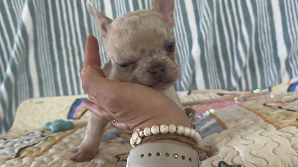 Popcorn | Lilac Fawn Merle French Bulldog Female | The Marvelous