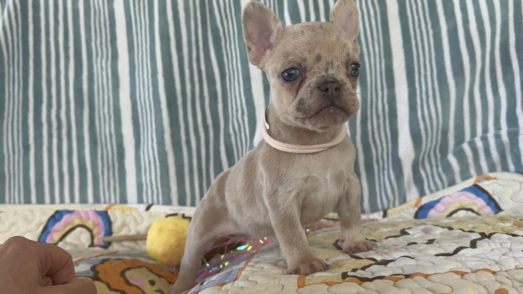 Popcorn | Lilac Fawn Merle French Bulldog Female | The Marvelous