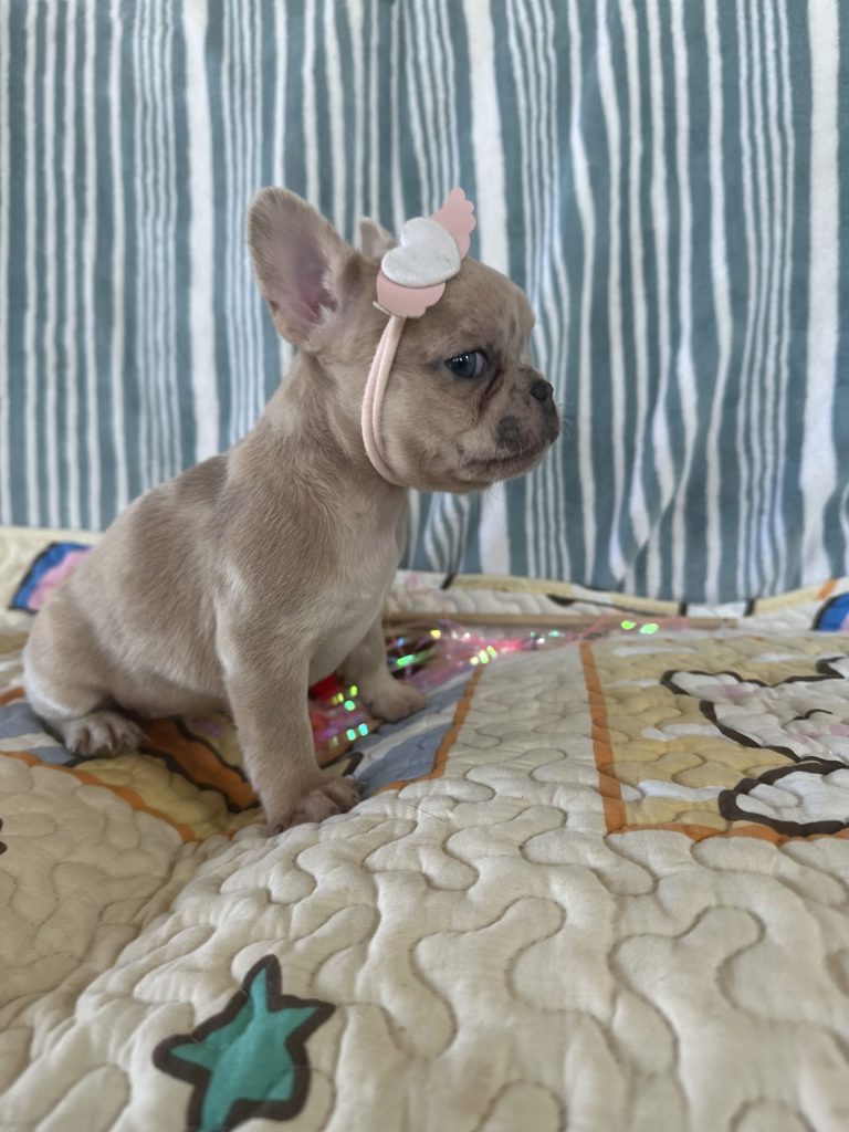 Popcorn | Lilac Fawn Merle French Bulldog Female | The Marvelous